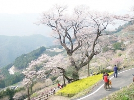 ひょうたん桜.jpg