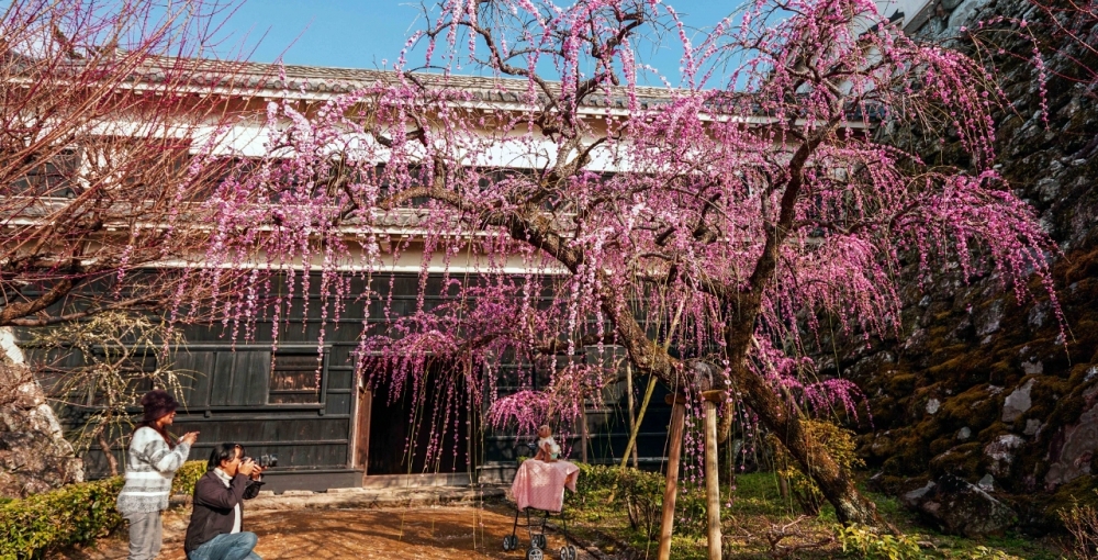 tsume-ume1.jpg