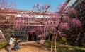 tsume-ume1.jpg