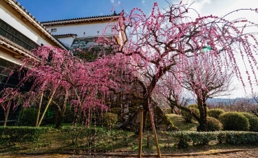 tsumemon3.jpg