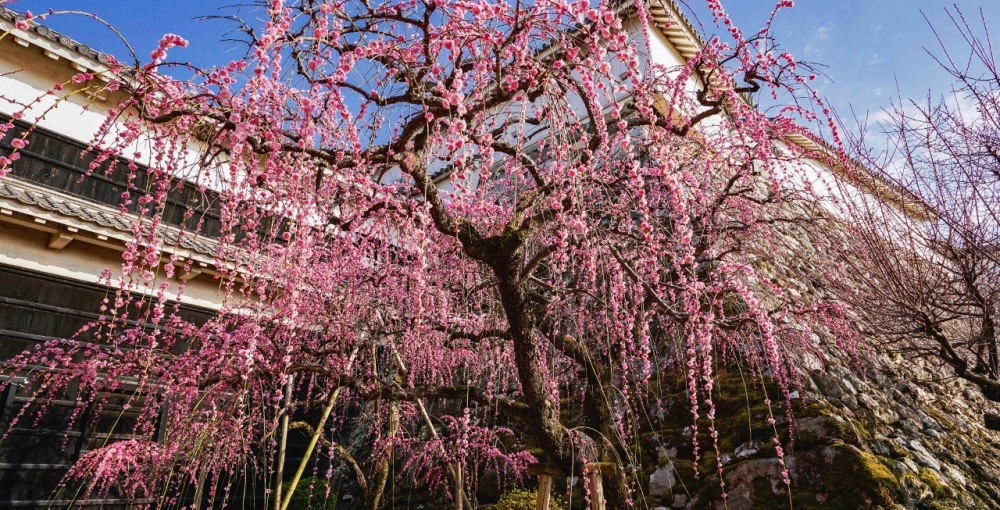 tsume-ume2.jpg