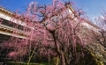 tsume-ume2.jpg